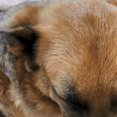 Max Grooming Glove Wipes