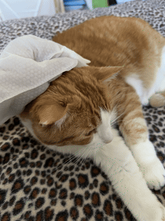 Luna Grooming Glove Wipes